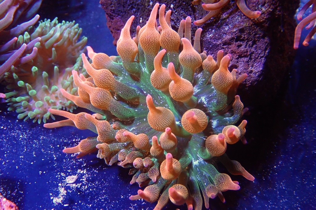 RB2 綠底紅奶嘴葵（開大約4.5吋）