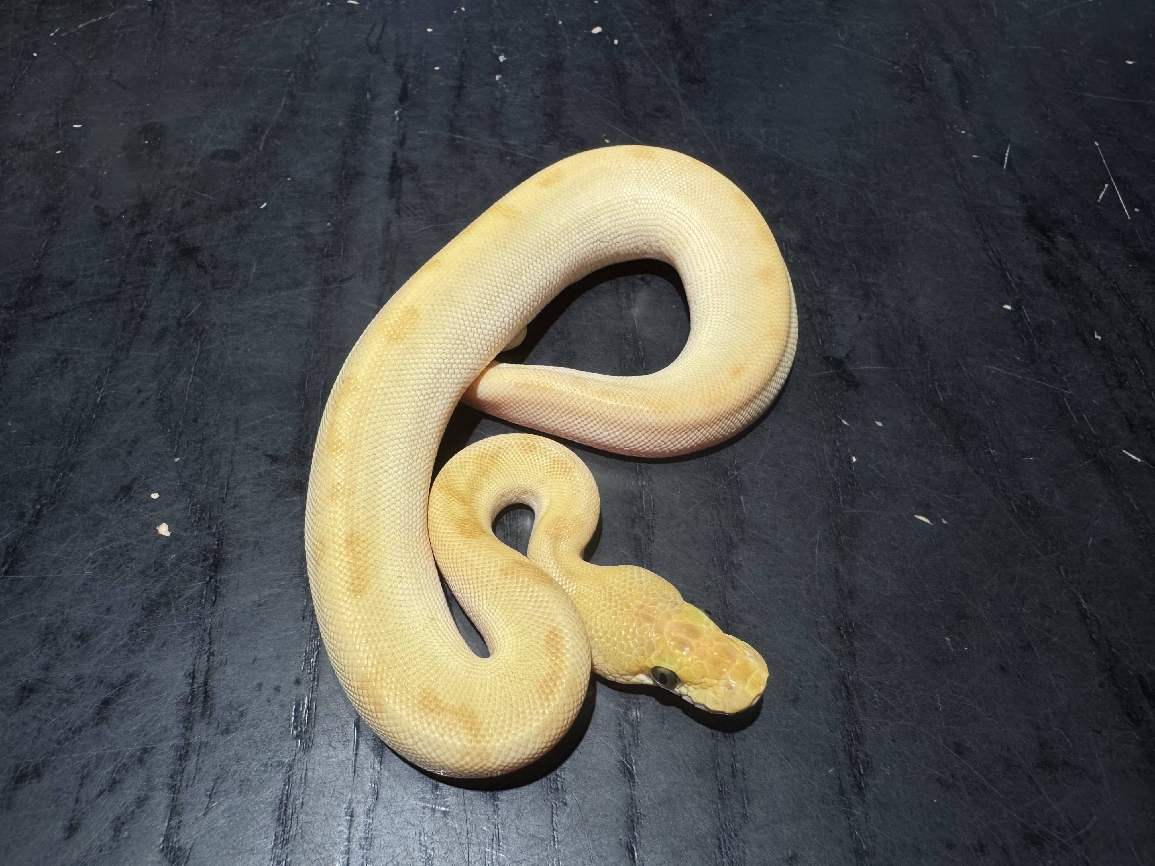 26 Orange Dream Enchi Fire Butter Pinstripe Clown 0.1