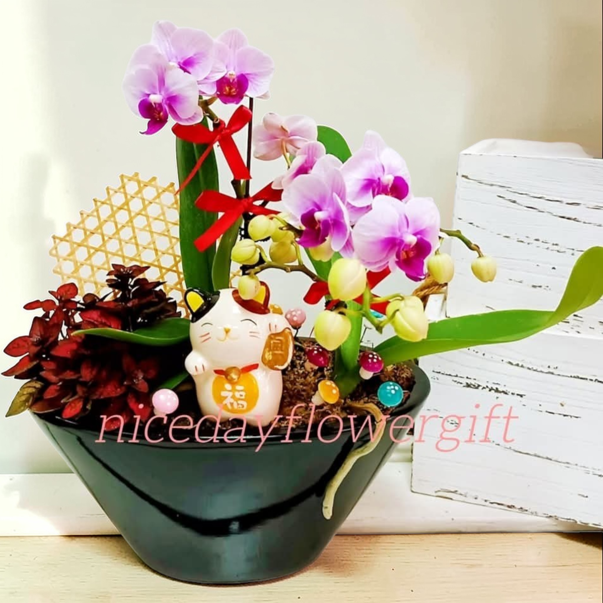 BO06 迷你蝴蝶蘭枱花