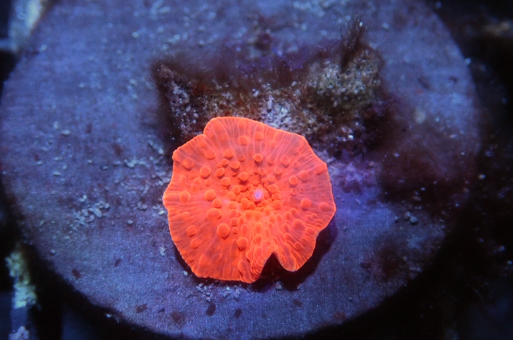 M17 菇（frag座3.5cm)