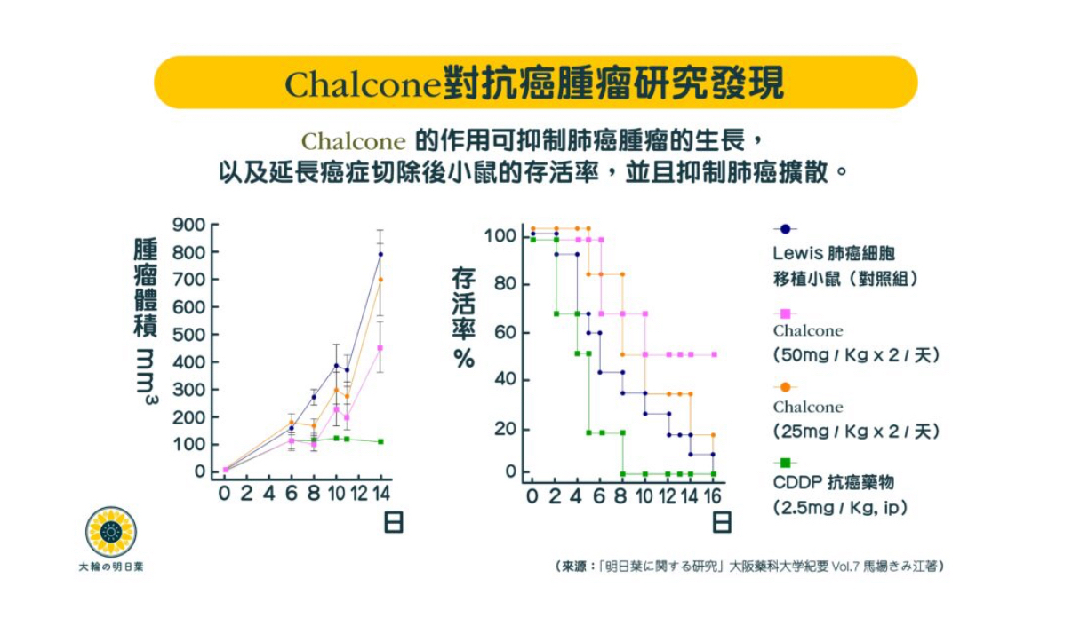 日本直送 少量現貨 日本直送山本漢方 100% 明日葉茶 