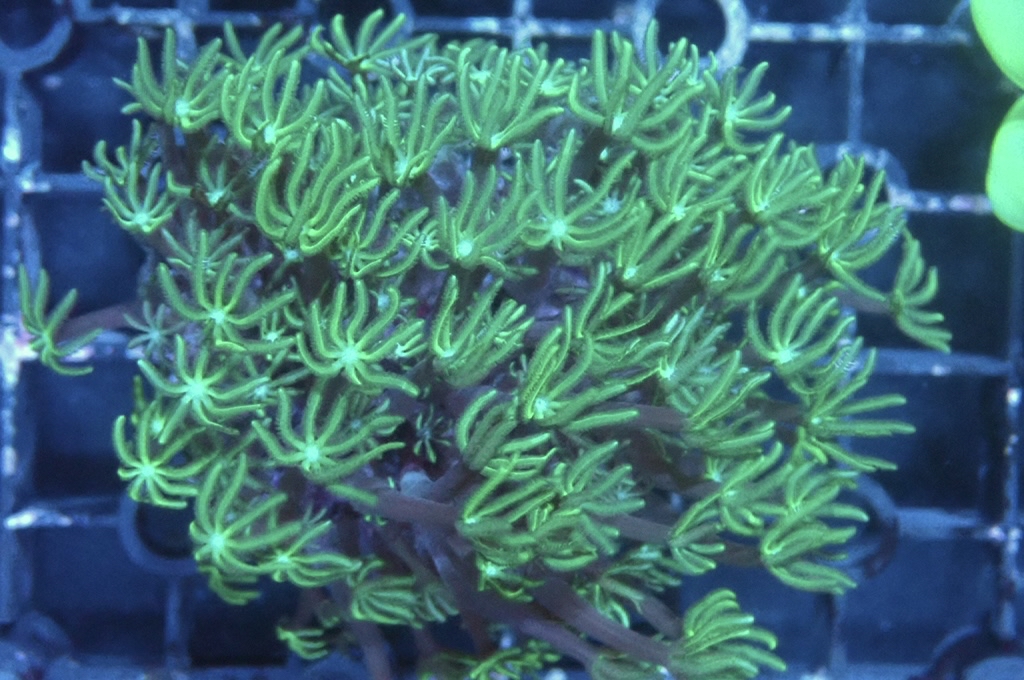 TH1 笙珊瑚（紅珊瑚星花）（開大約2.吋）