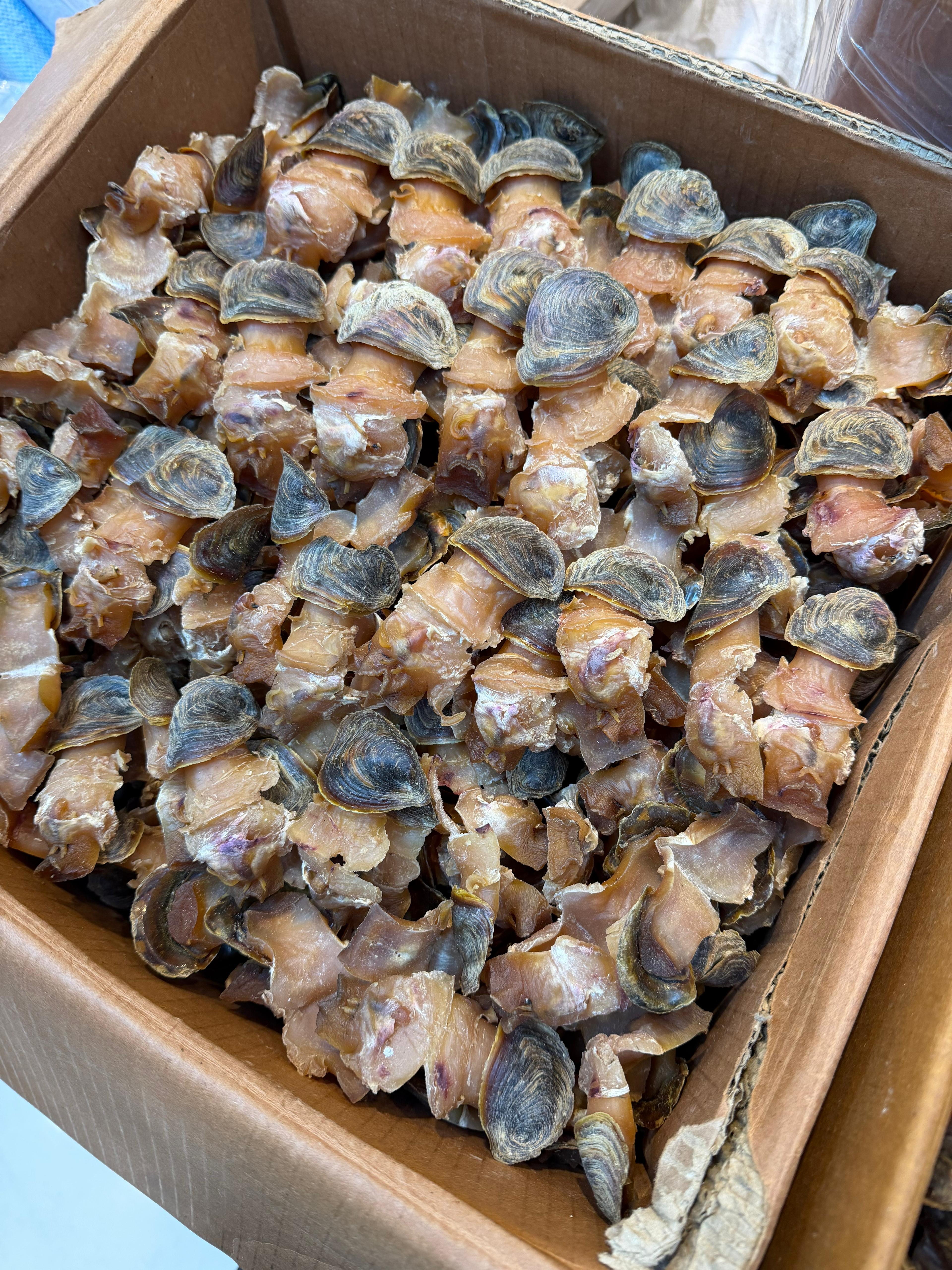 新鮮生曬響螺片