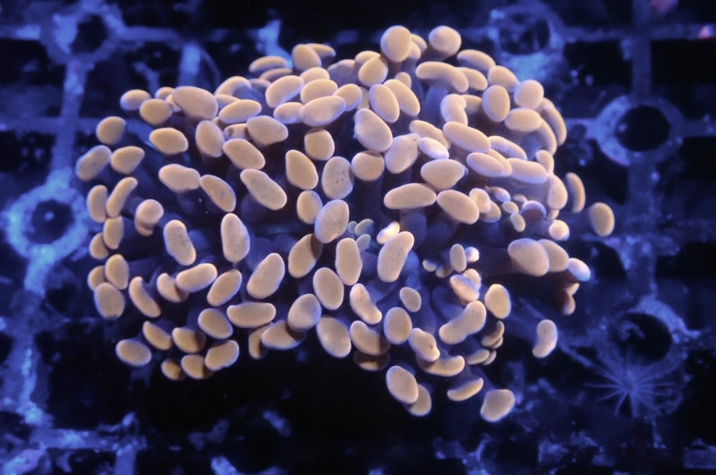 H4 豬腰  （開大約2.5吋）