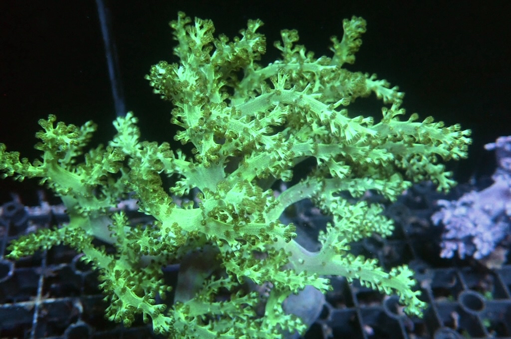 Tree 2 綠樹（開約5x5吋）