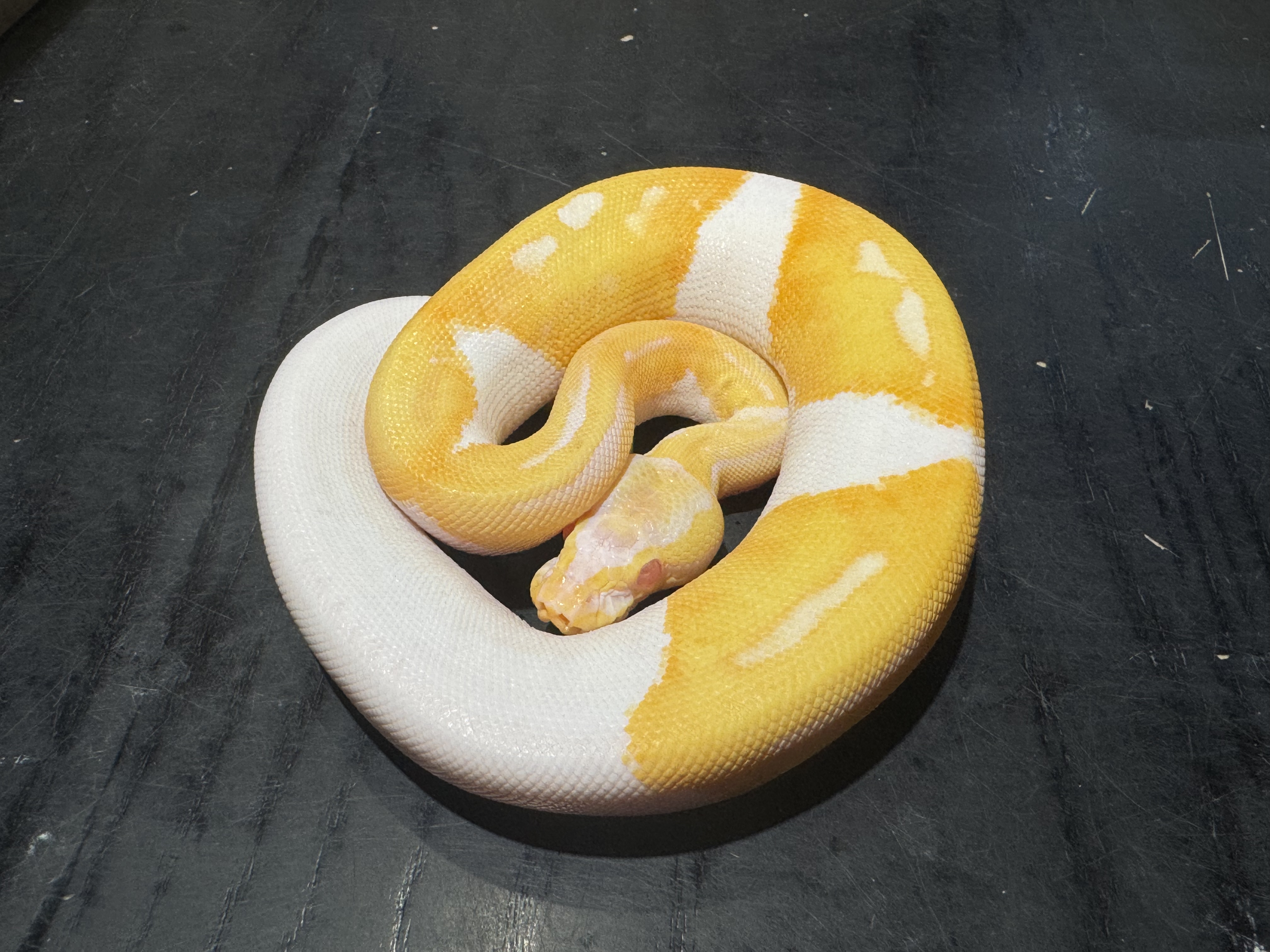 25 Albino Pied 0.1