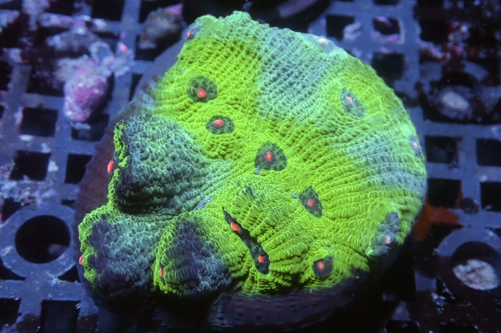 N12（開大約1.5吋）