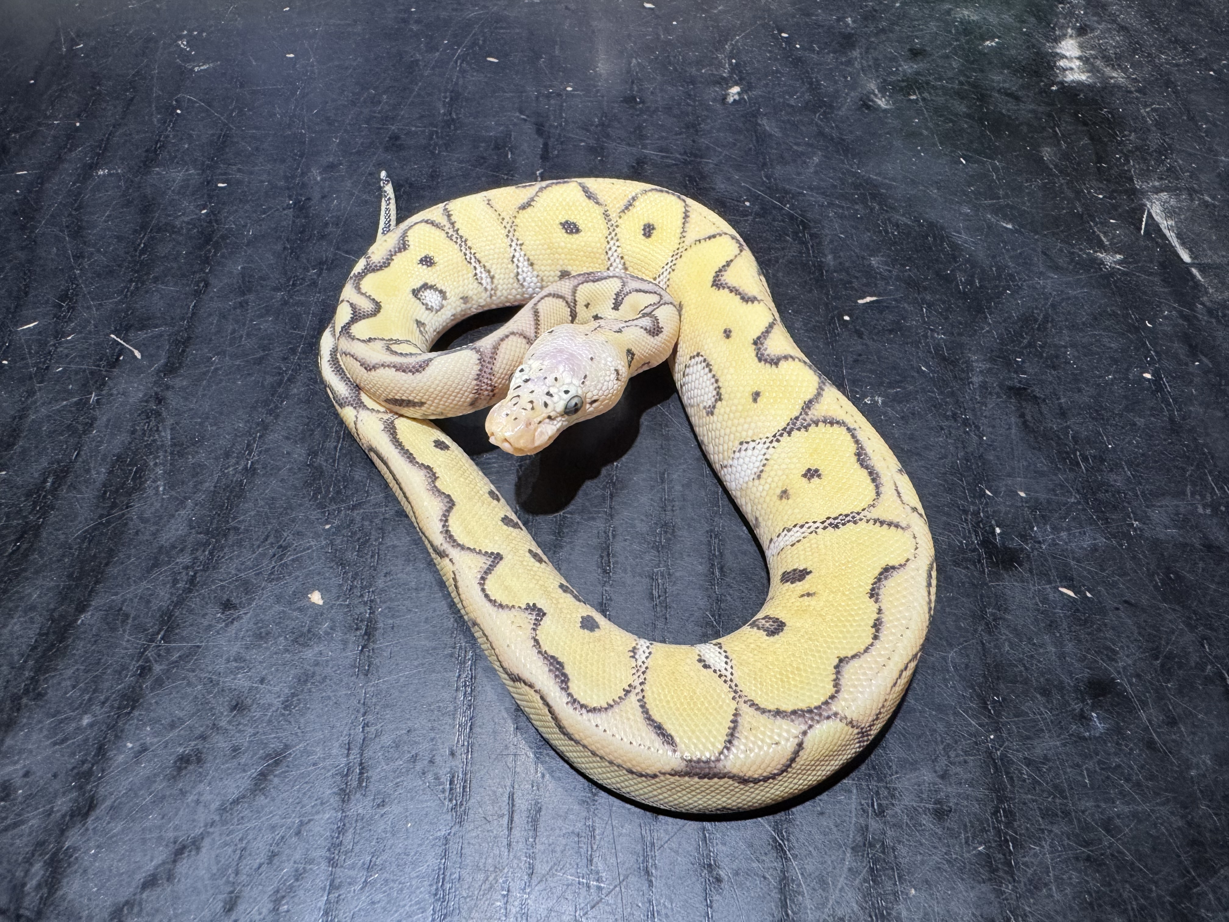 26 Pastel Desert Ghost Clown 1.0