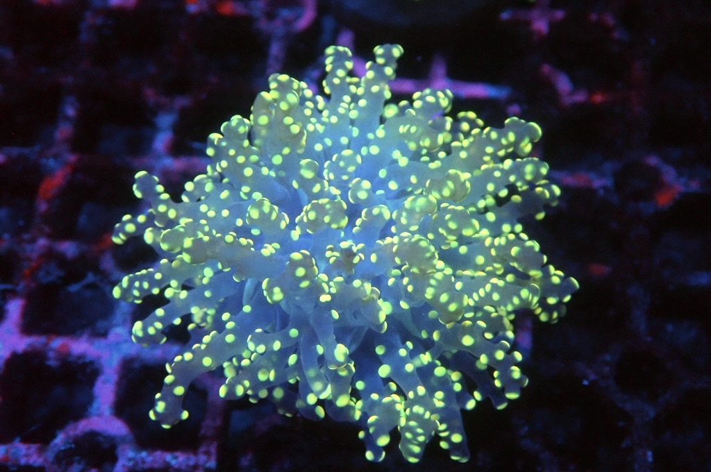 F15 啫喱（開大約2.吋）