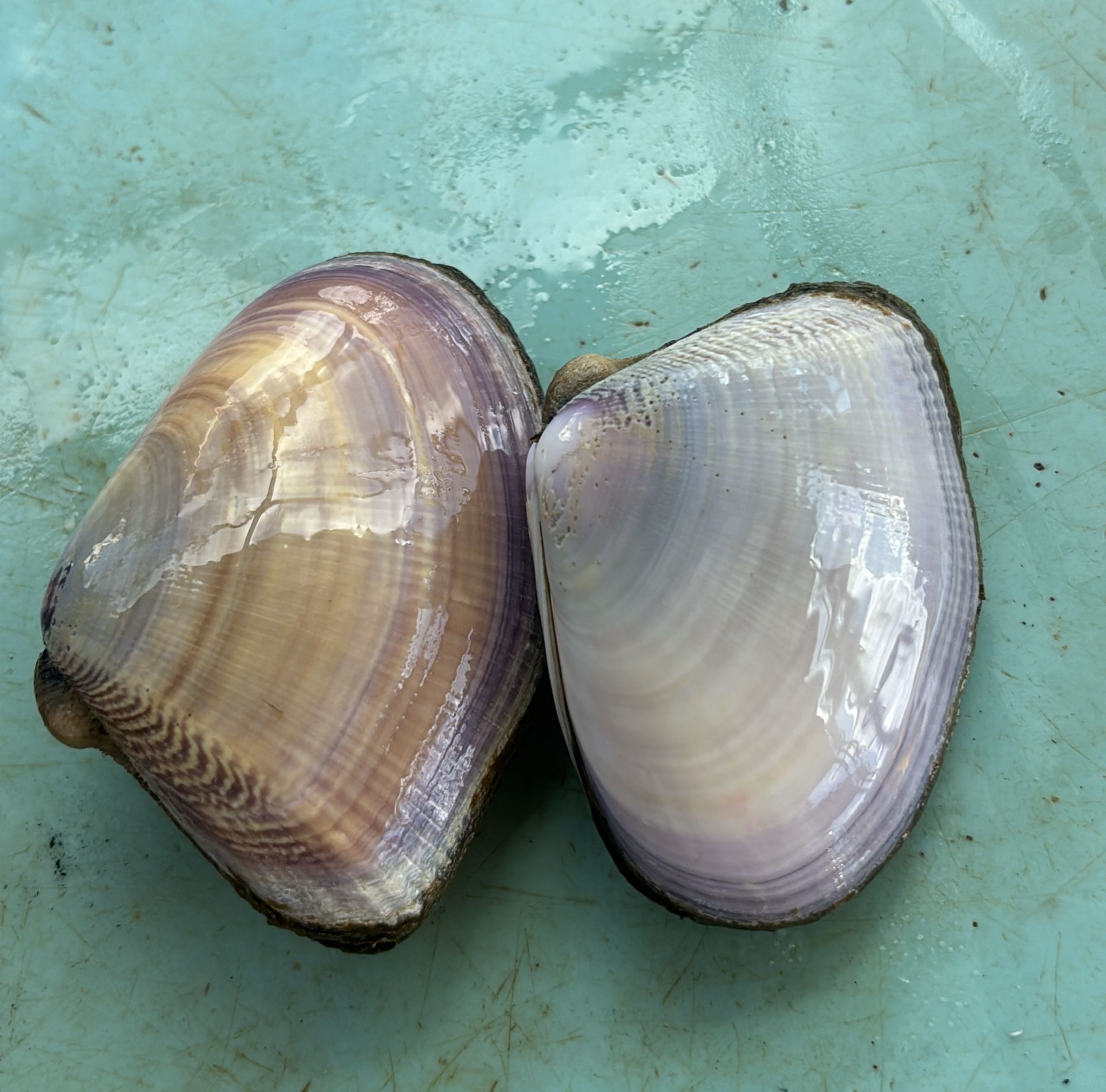 冰島鮮甜蝴蝶貝