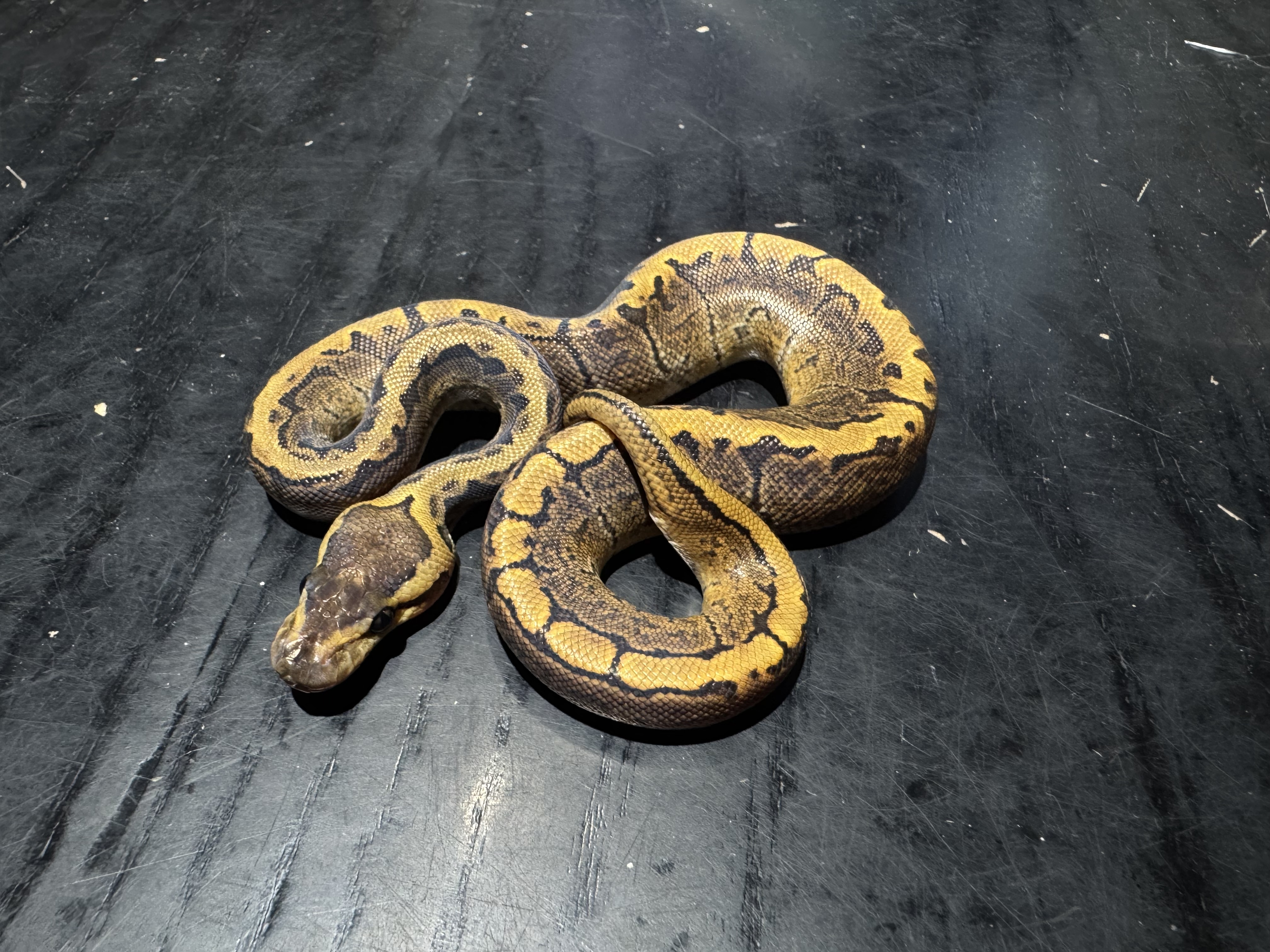 26 GHI Pinstripe 1.0