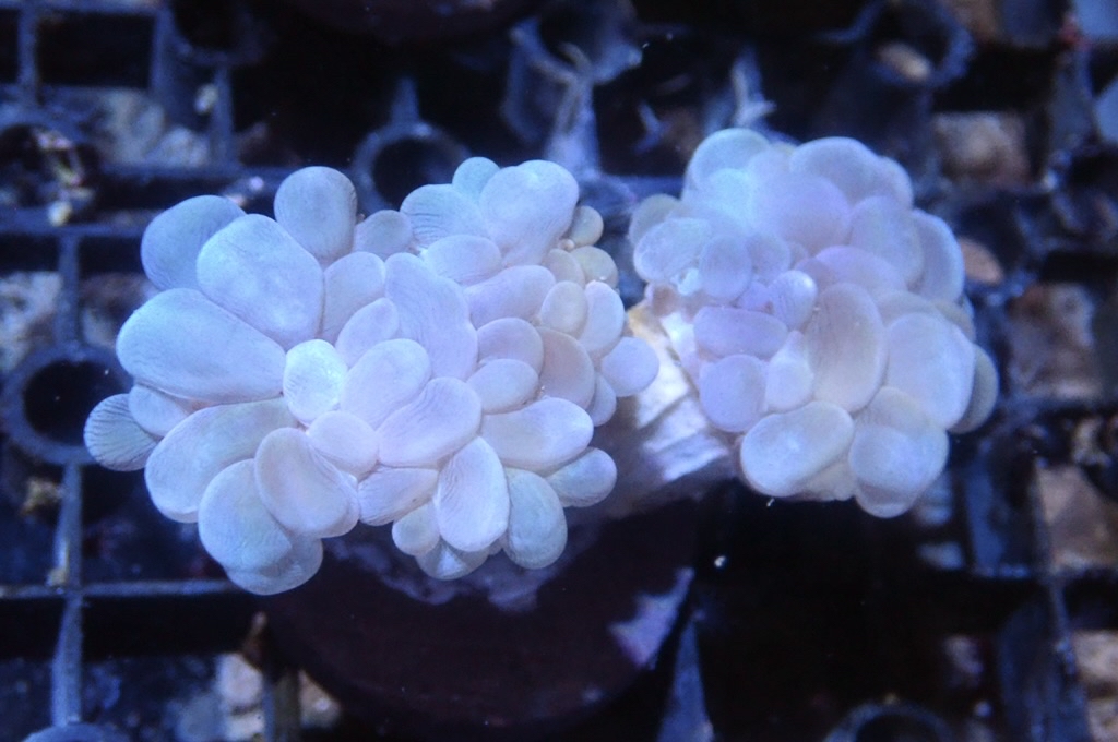 BU9 白波子（大約2.5 吋）