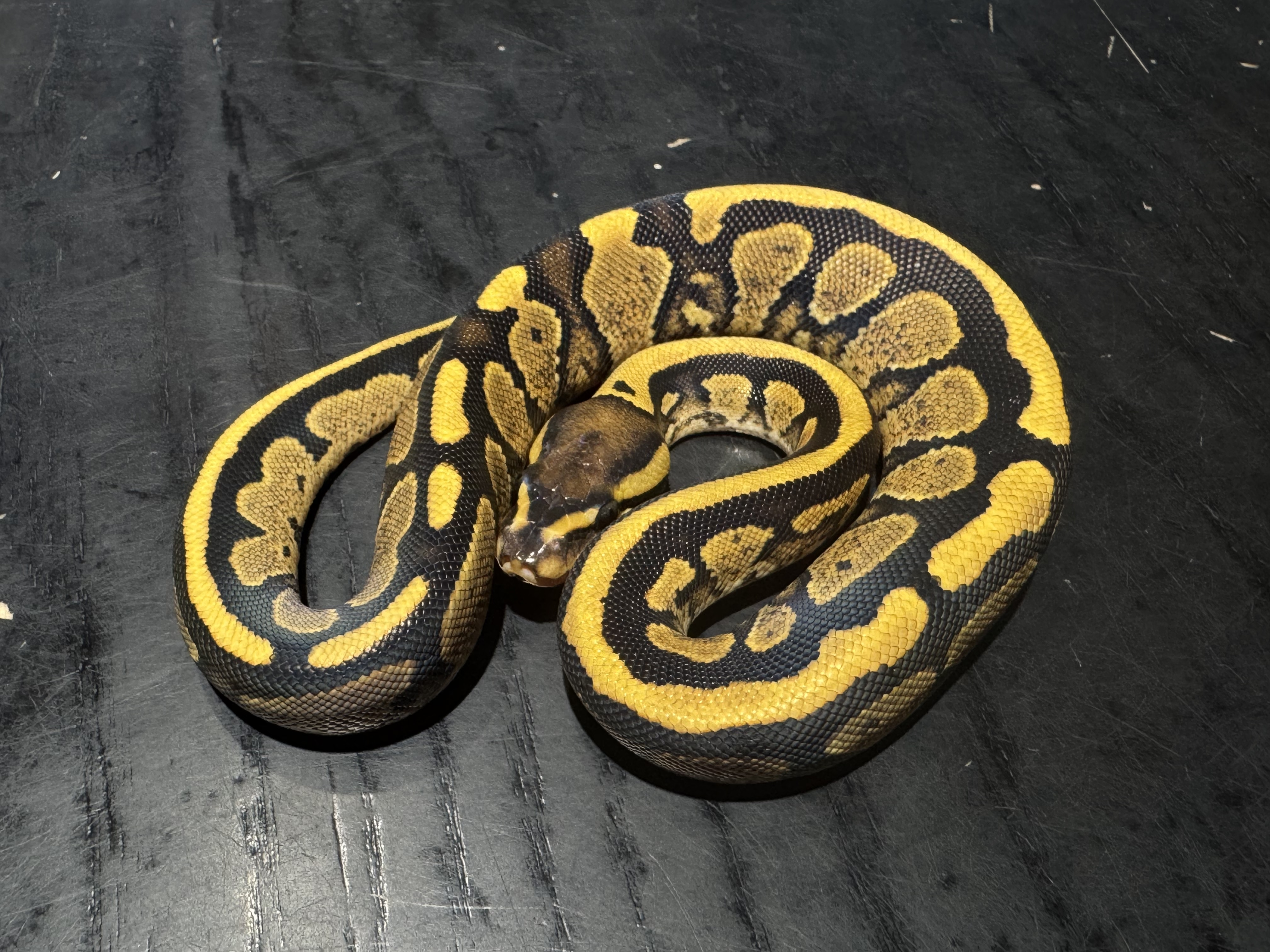 26 Spark Cinnamon het Genetic Steipe 0.1