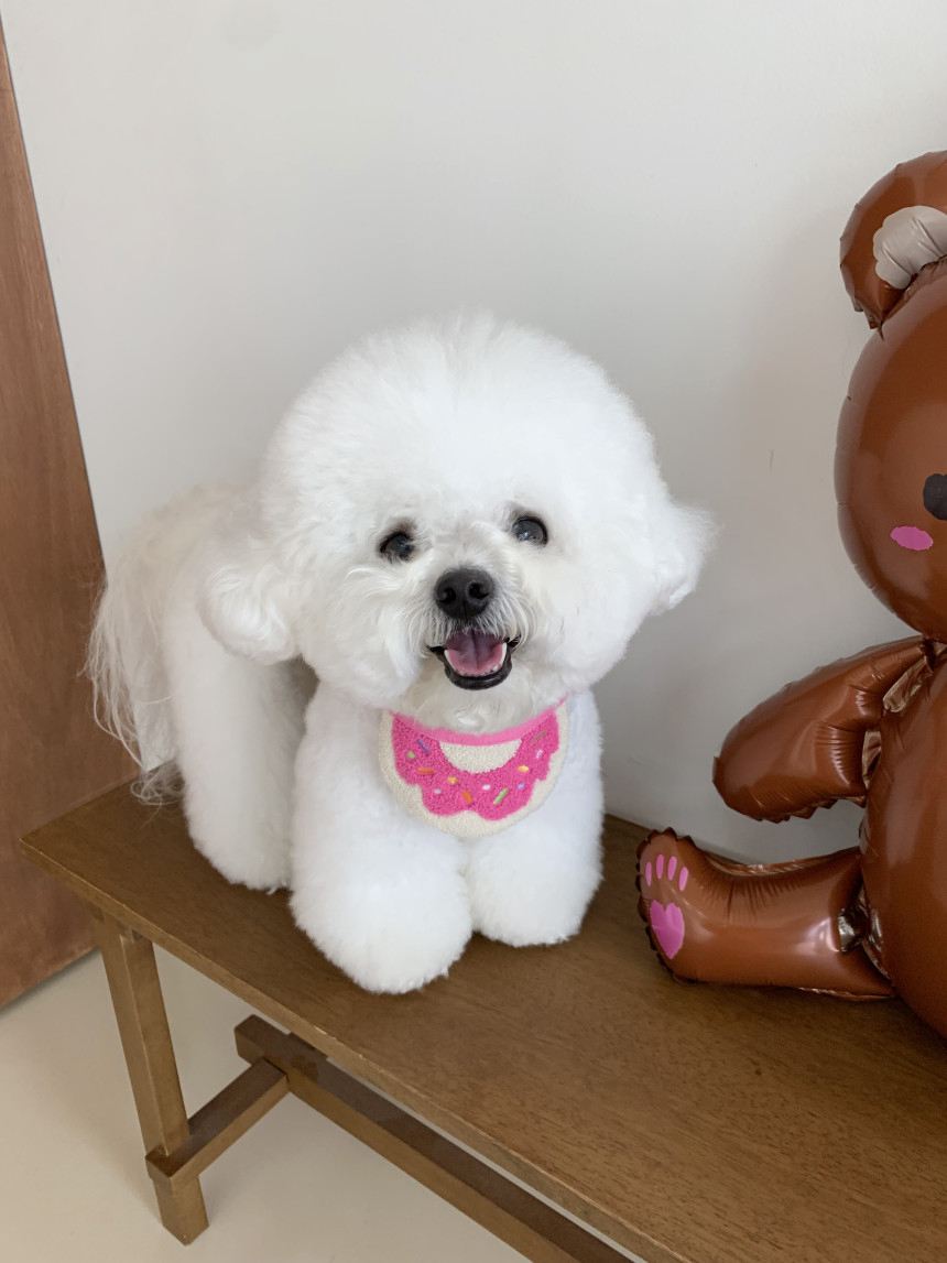 （現貨）韓國🇰🇷 Donut cape 🍩 🍩