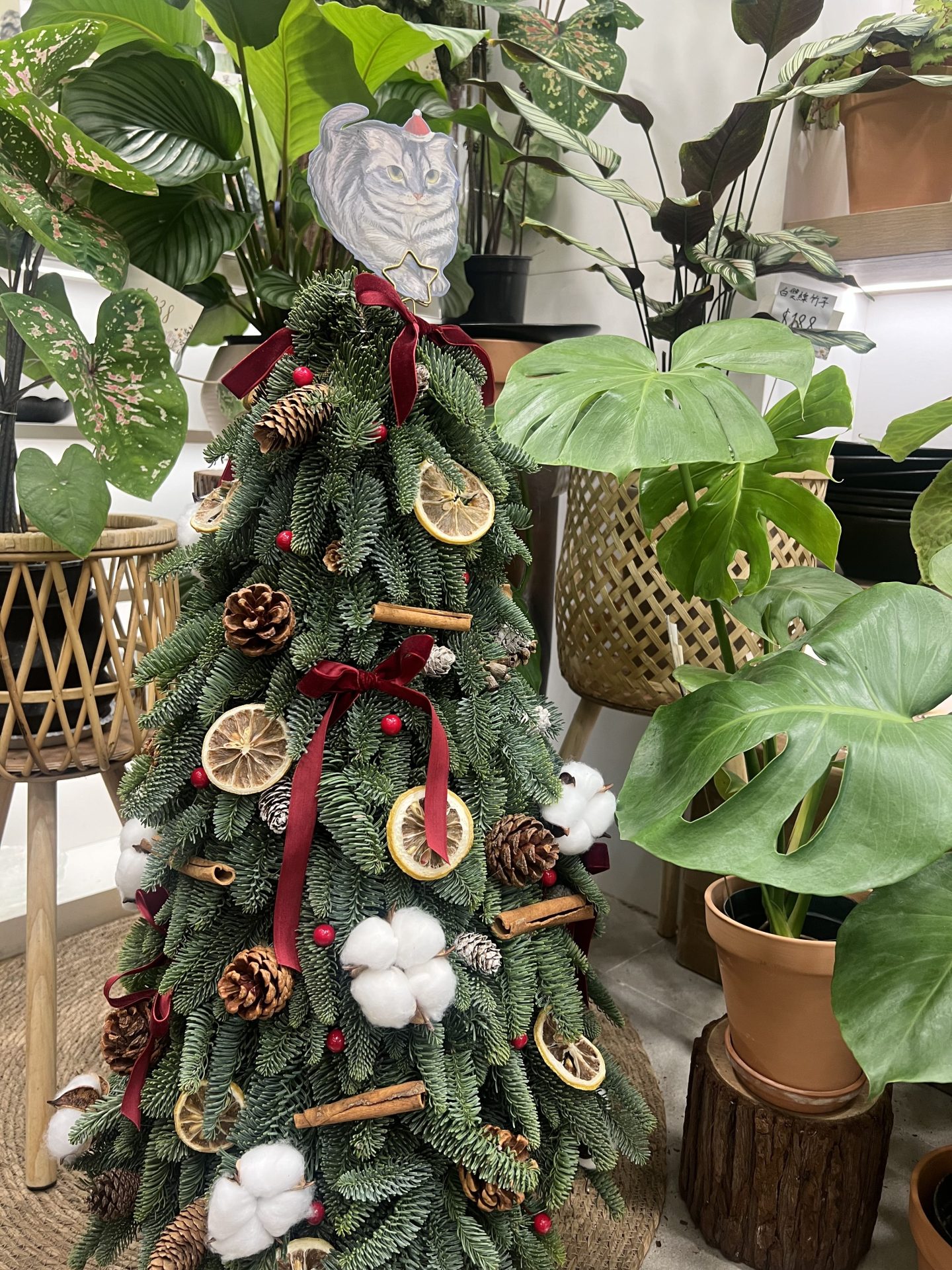 手工製貴族松聖誕樹100cm