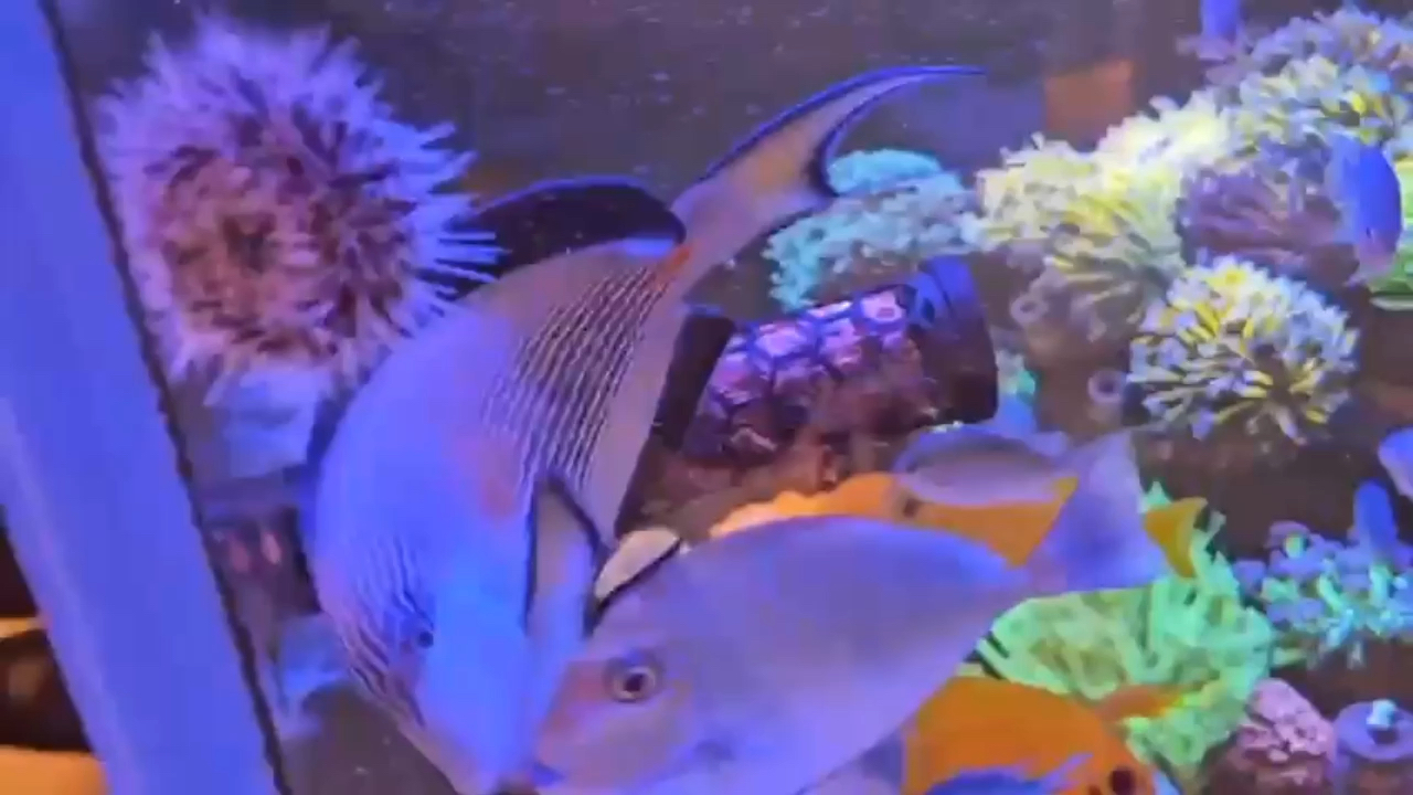 Reef Formula 磁吸紫菜夾 （可調色度）