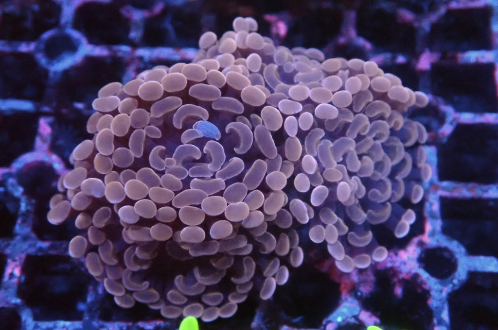 H29 豬腰（開大約2.5吋）