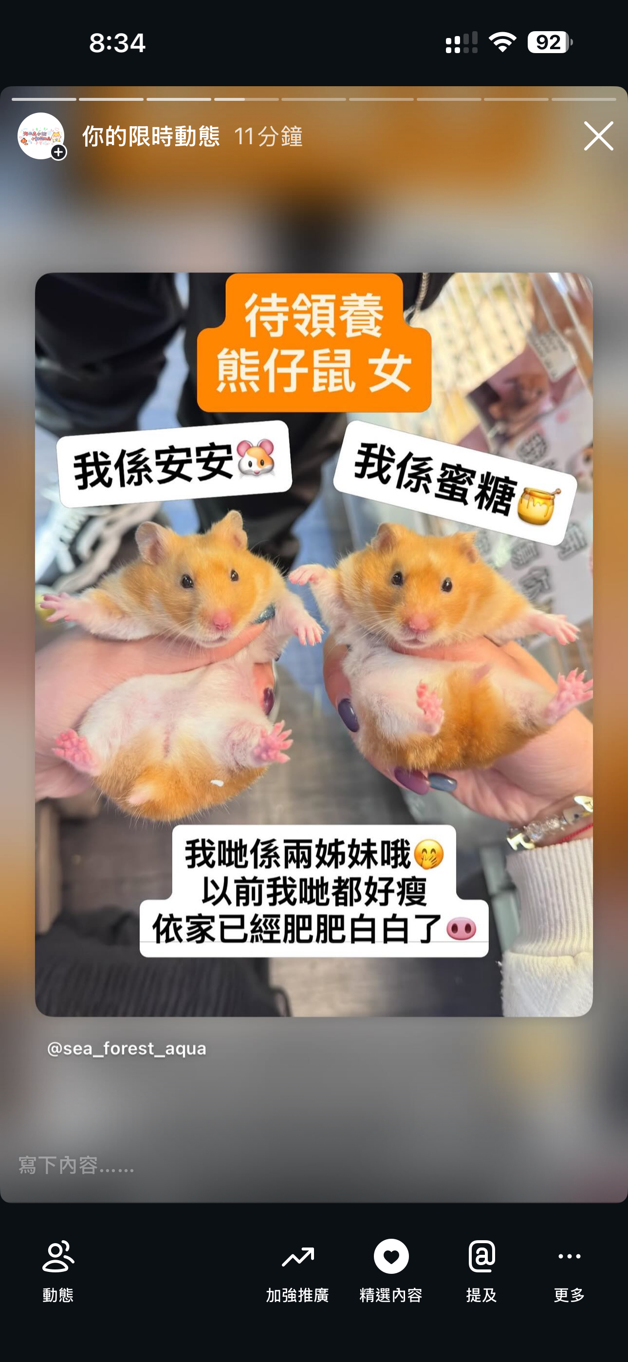 熊仔鼠/倉鼠領養🐹只限門市