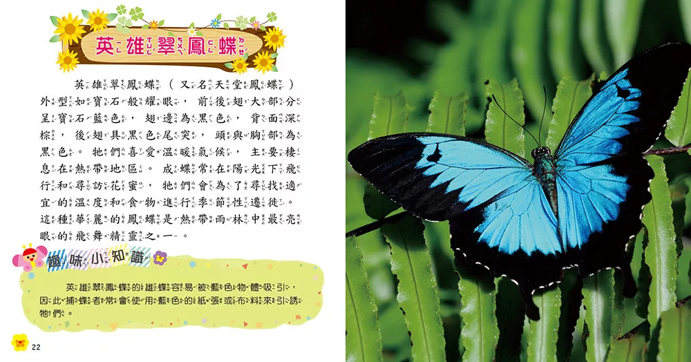 🔸預購貨品🔸蝴蝶小百科