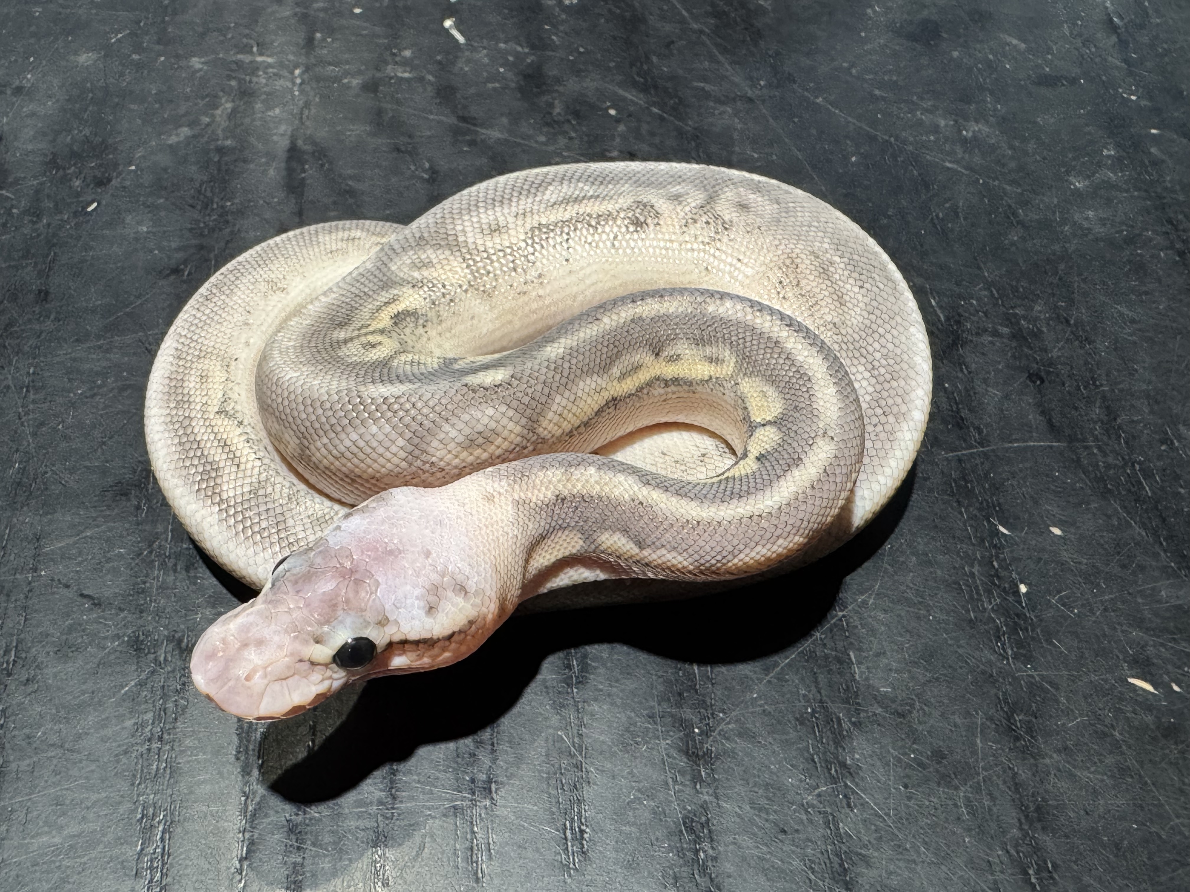 26 Super Pastel Butter Orange Dream het Clown 1.0