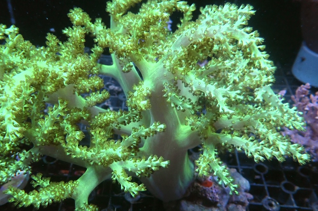 Tree 6 綠樹（開約5x6吋）