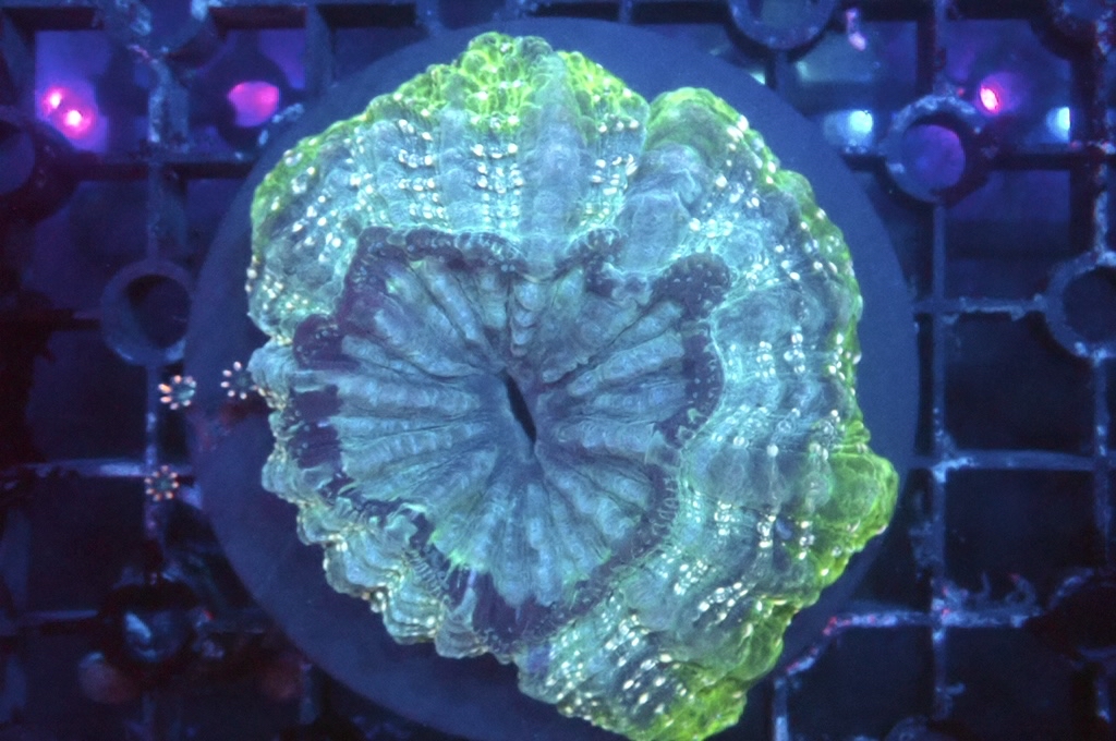 D1 富士腦  （開大約4吋）