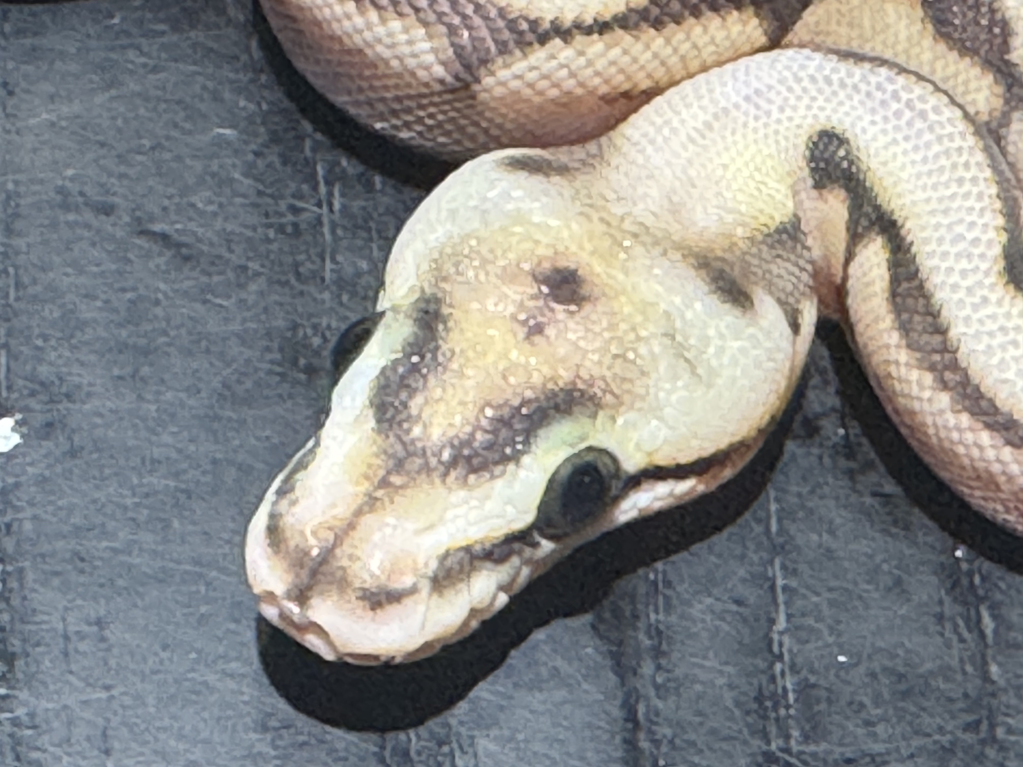 26  Pastel Spider Lesser Scaleless Head het Ghost 0.1