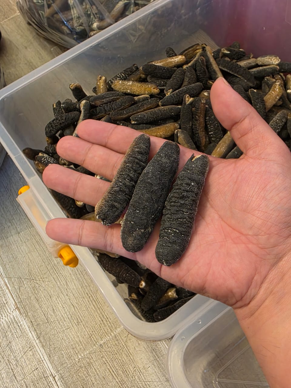 恒发‖ 40-50支 澳洲金山秃 Australia Gold Sea Cucumber 