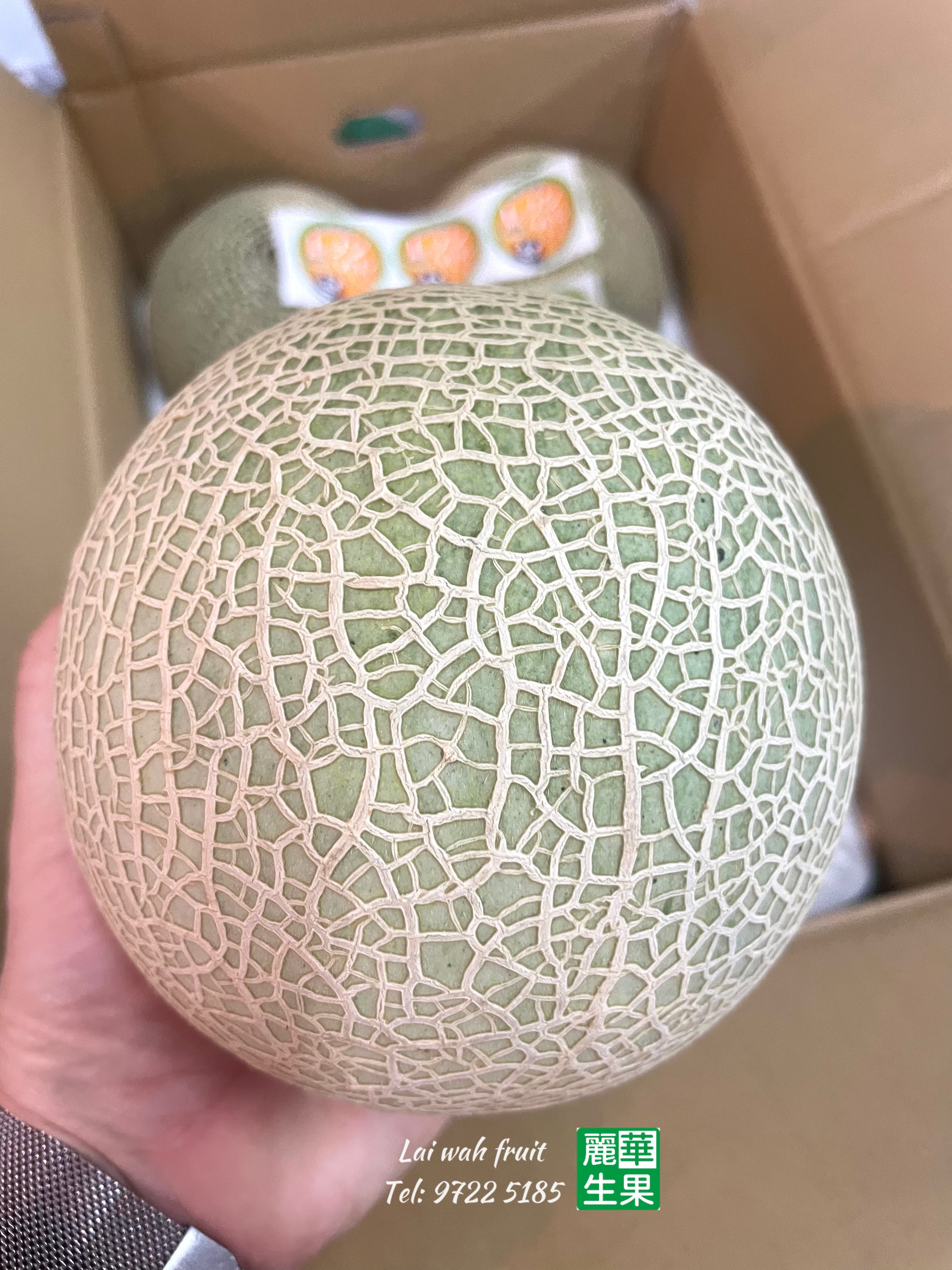 【🇯🇵🐻熊本赤肉蜜瓜🍈 】中型size(約1kg) 