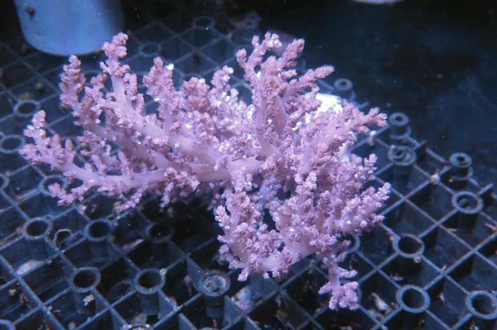 Tree 7 肯亞樹（開約4x3.5吋）