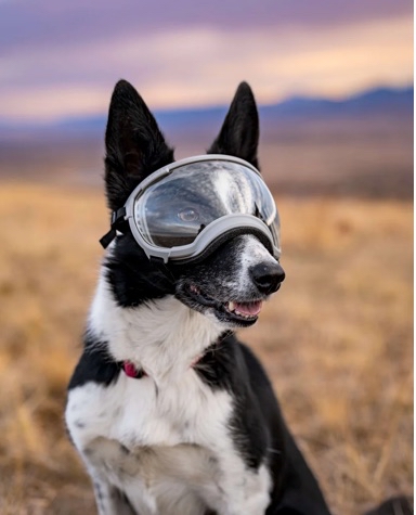 美國 REX SPECS V2 犬用護目鏡