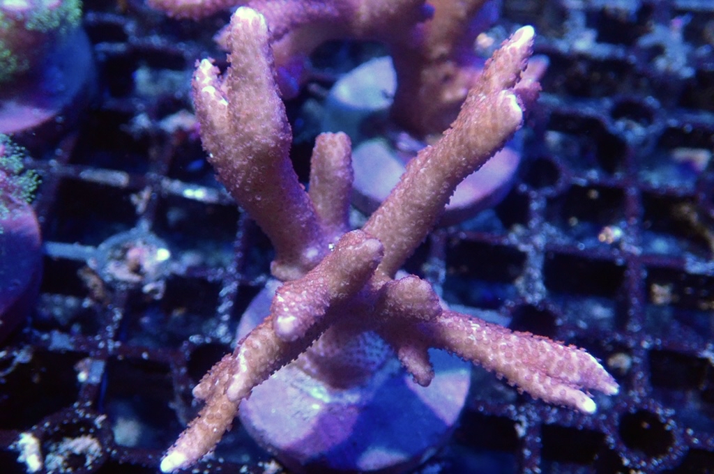 K9 紅花疊瓦 （FRAG座3.5CM）