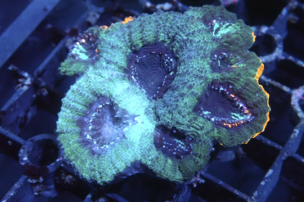 GG4 菊腦（開大約2吋）