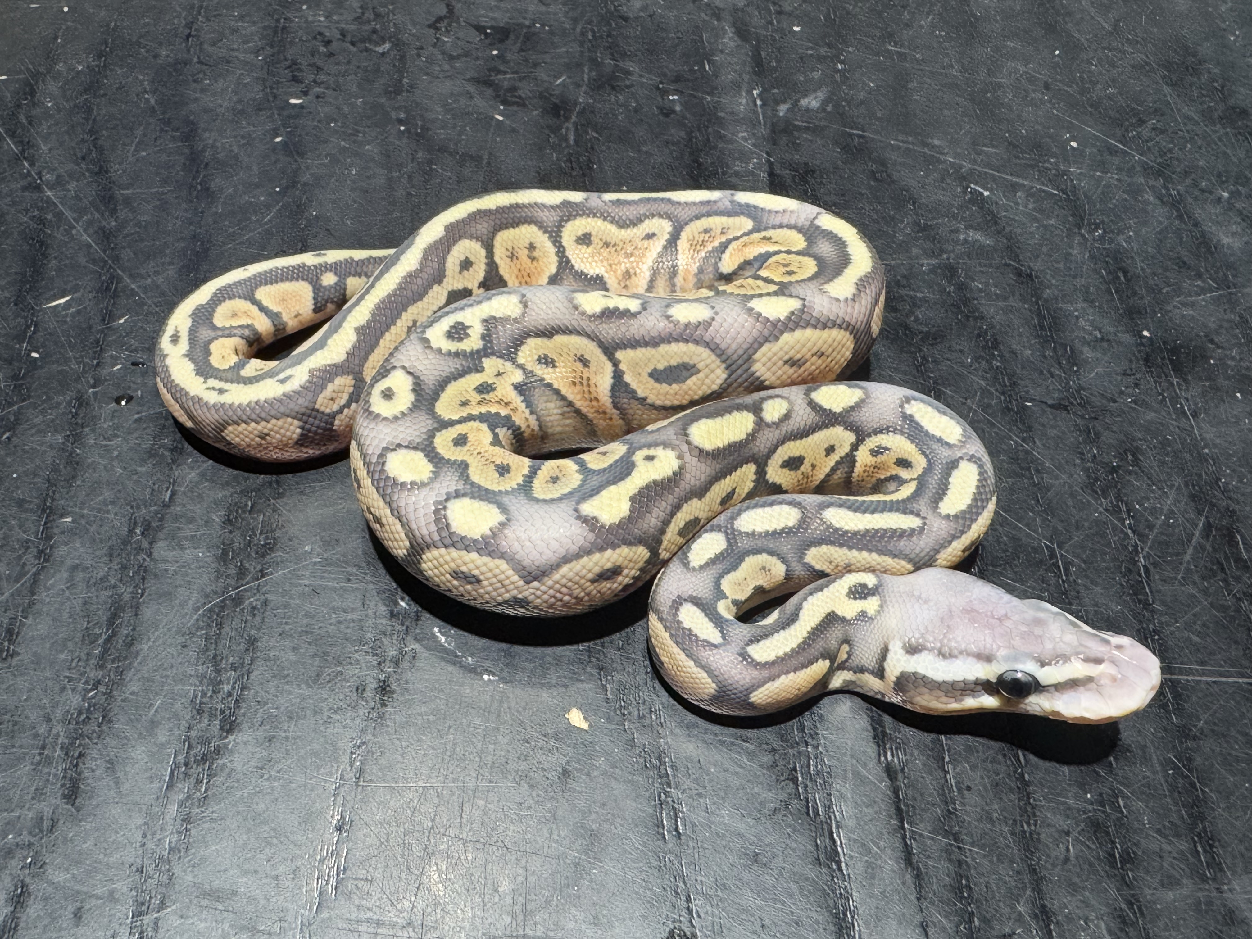26 Pastel het Red Axanthic Ghost het Pied 1.0