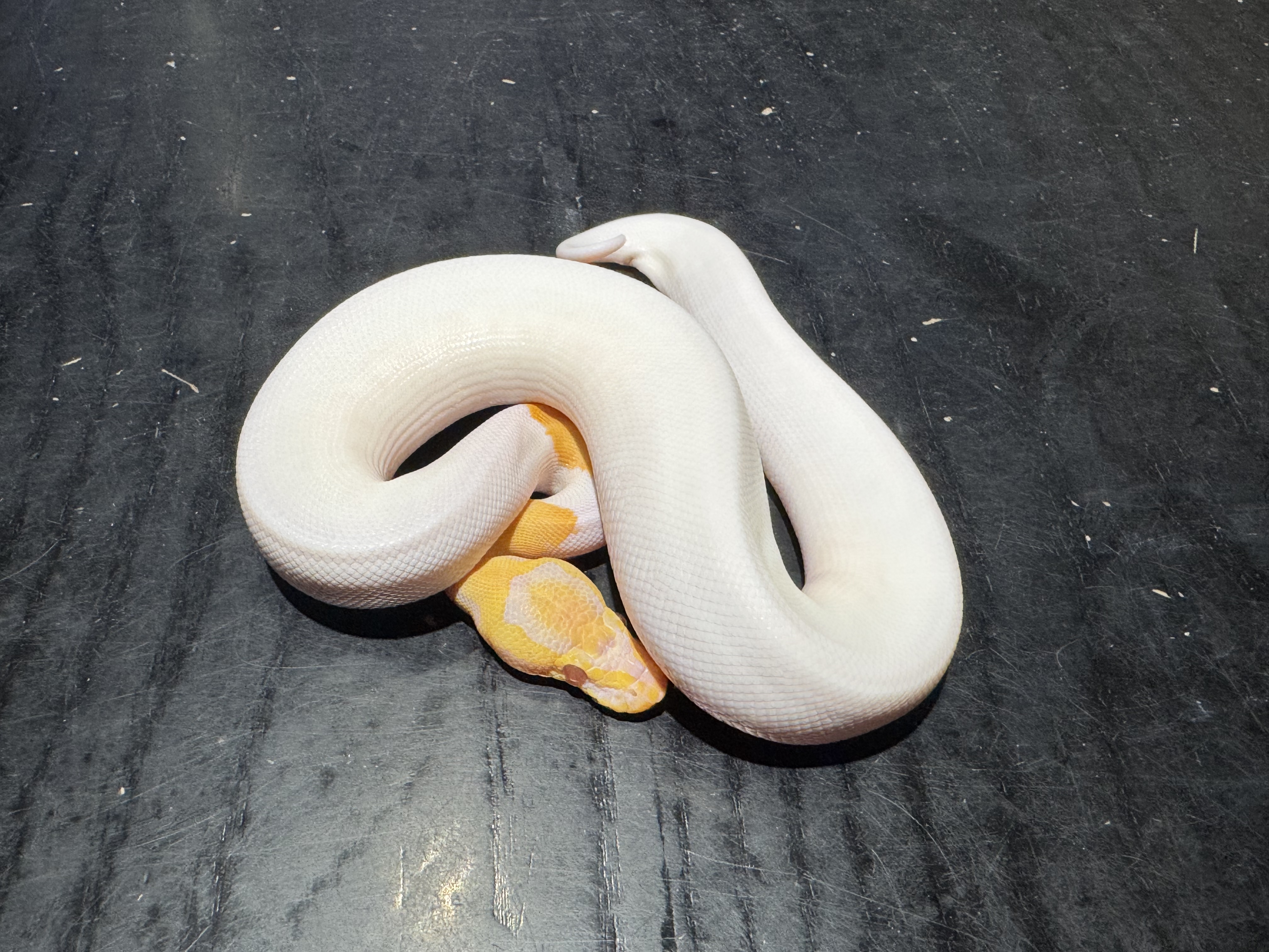 25 Candino Pied 1.0