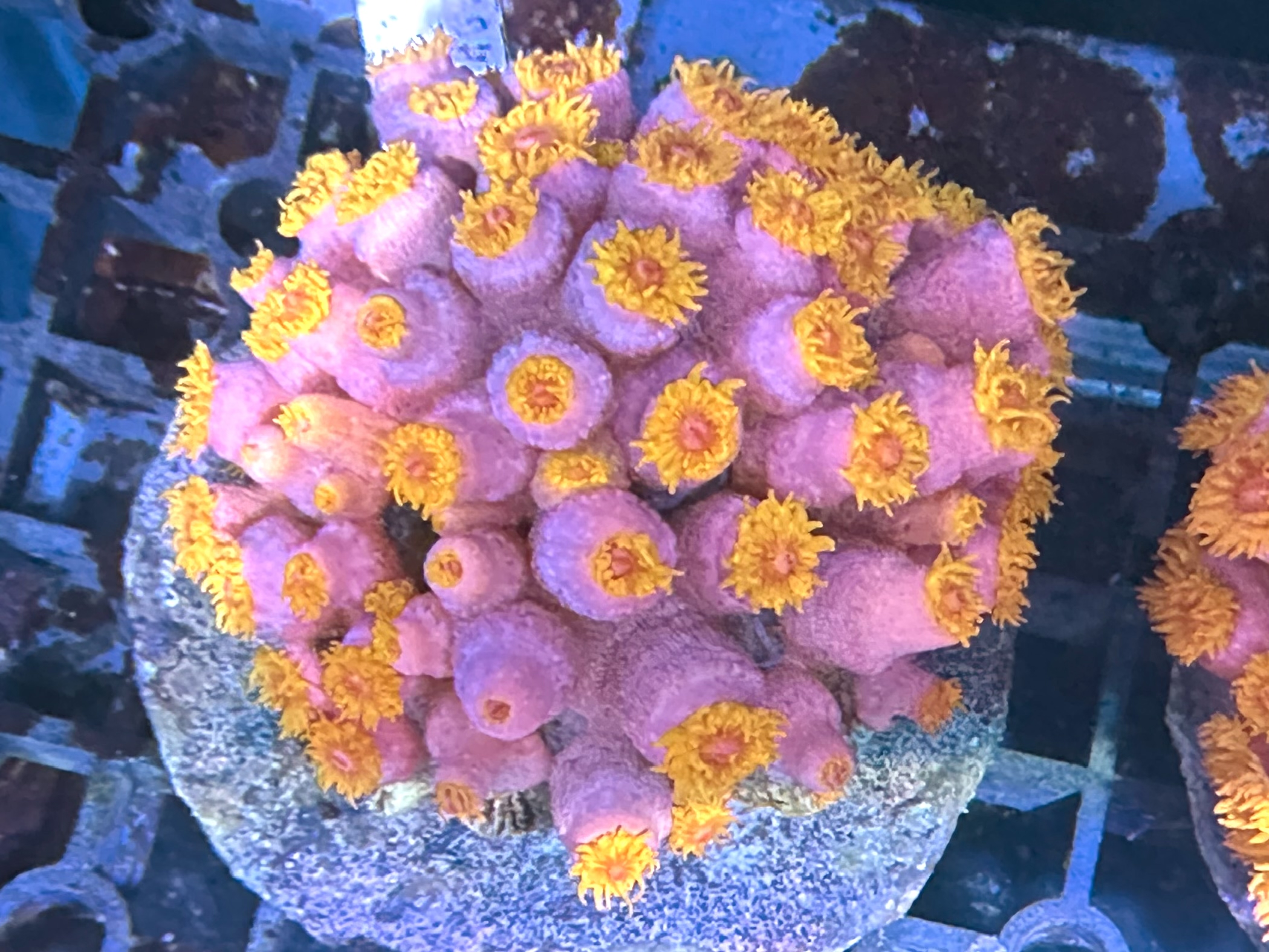 Sun 3 太陽花（開大約3.5吋）