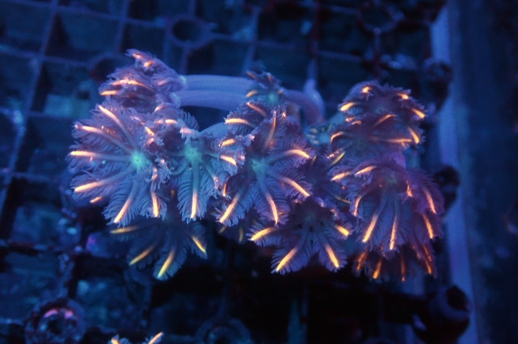 SF6 大手星花（開大約1.5吋）