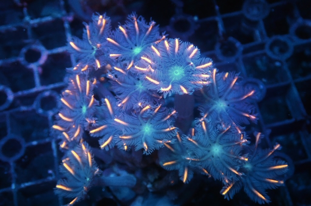 SF3 大手星花（開大約1.5吋）