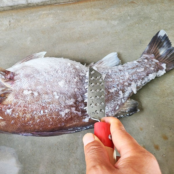 【現貨】🔥🔥【日本製《石本專業》專業級防噴濺刮鱗器】