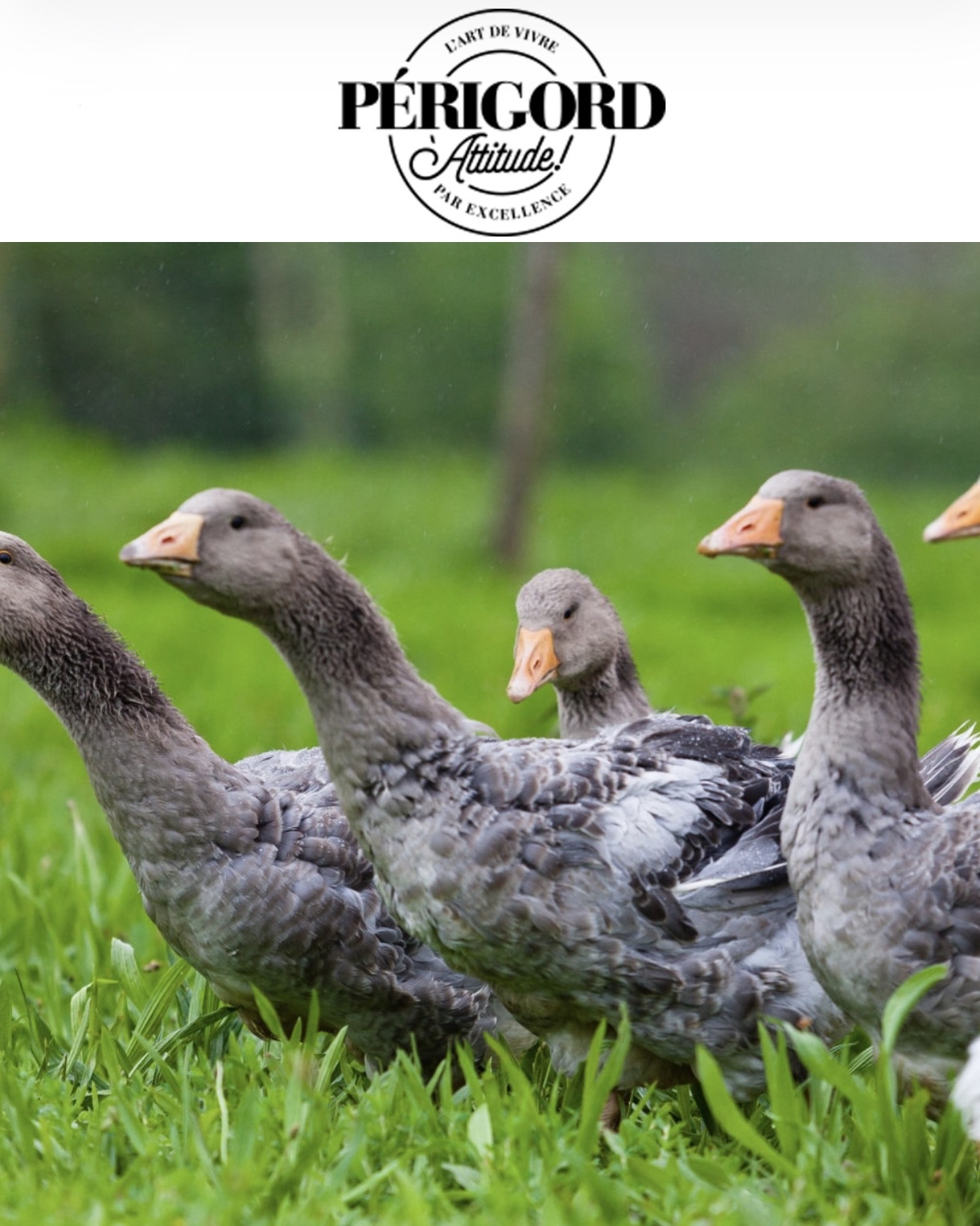 法國Perigord油封鴨髀200g