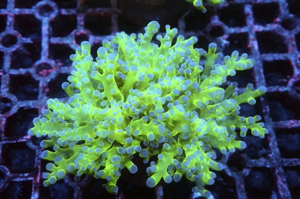 F2 雙色啫喱（大約3吋）