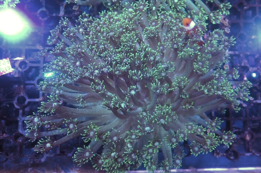 GF4  寶石花（開大約5.5吋）