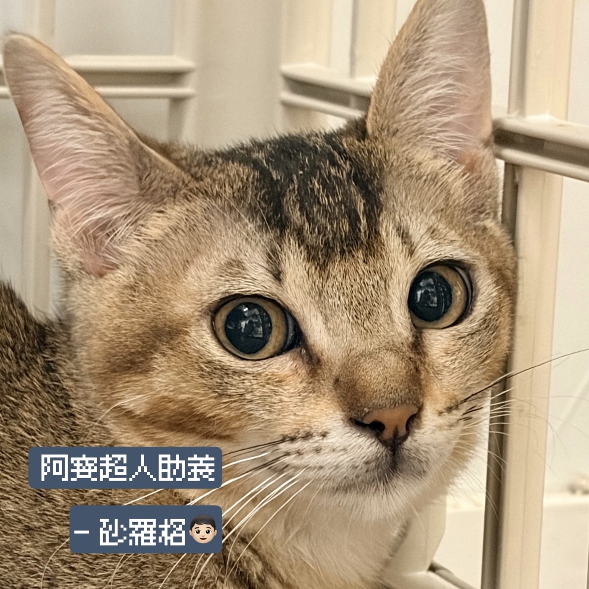 助養砂羅格｜指定助養貓咪 Special Plan ｜貓站每月助養計畫