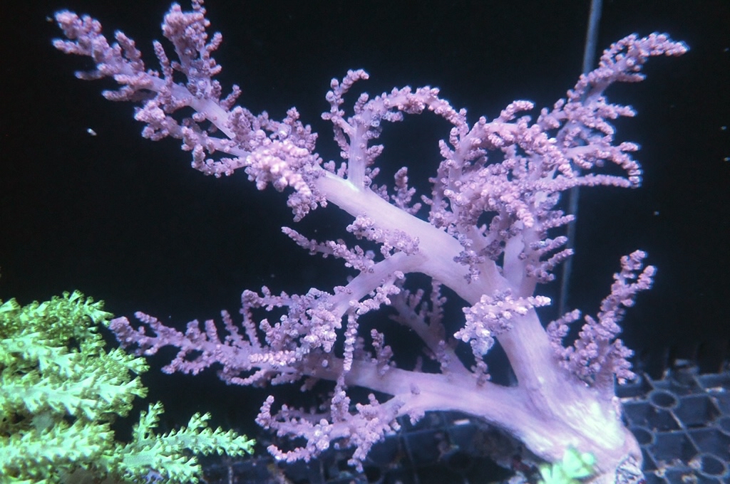 Tree 10 肯亞樹 （開大約6.5吋高）