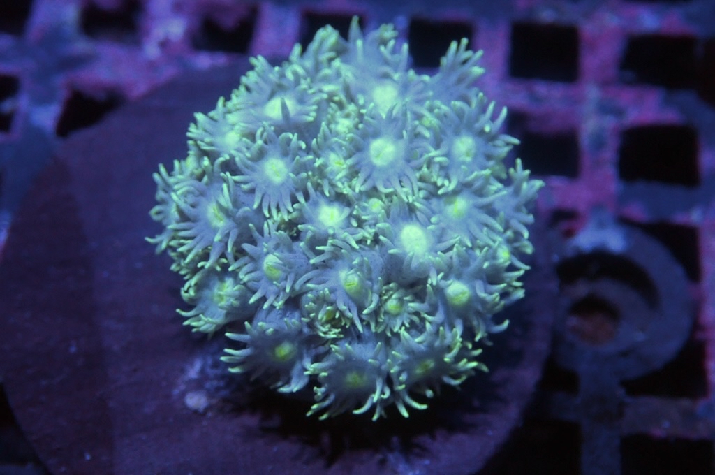 MG27 寶石花仔（frag座3.5cm)