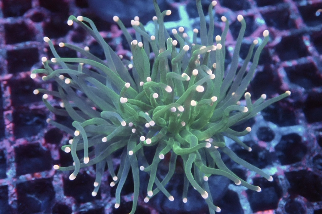 T4 綠火柴（開大約2.5吋）