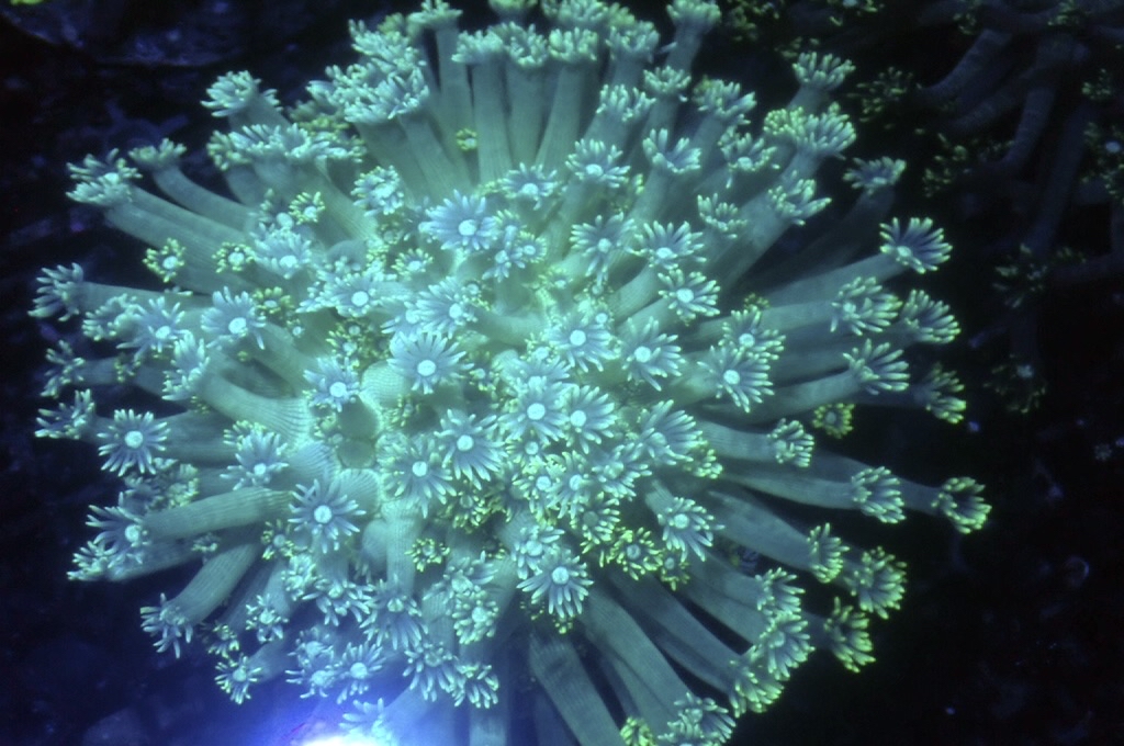 GF2 大寶石花 （開大約6吋）