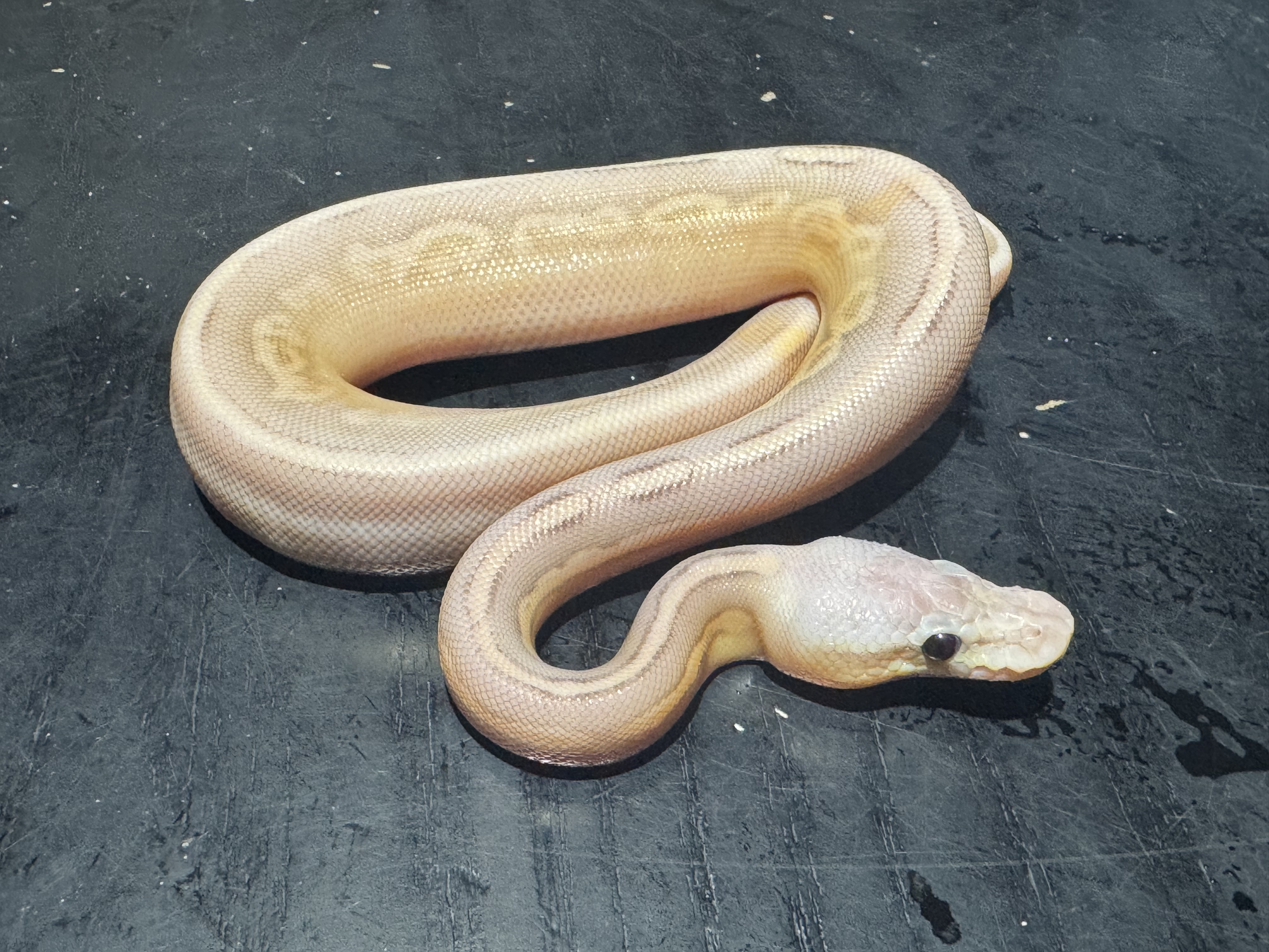 26 Super Pastel Cinnamon Banana het Genetic Stripe 1.0