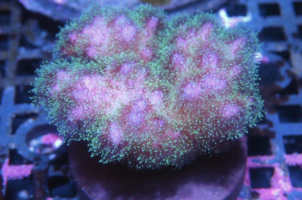 K7 光纖圖釘  （frag座3.5cm)