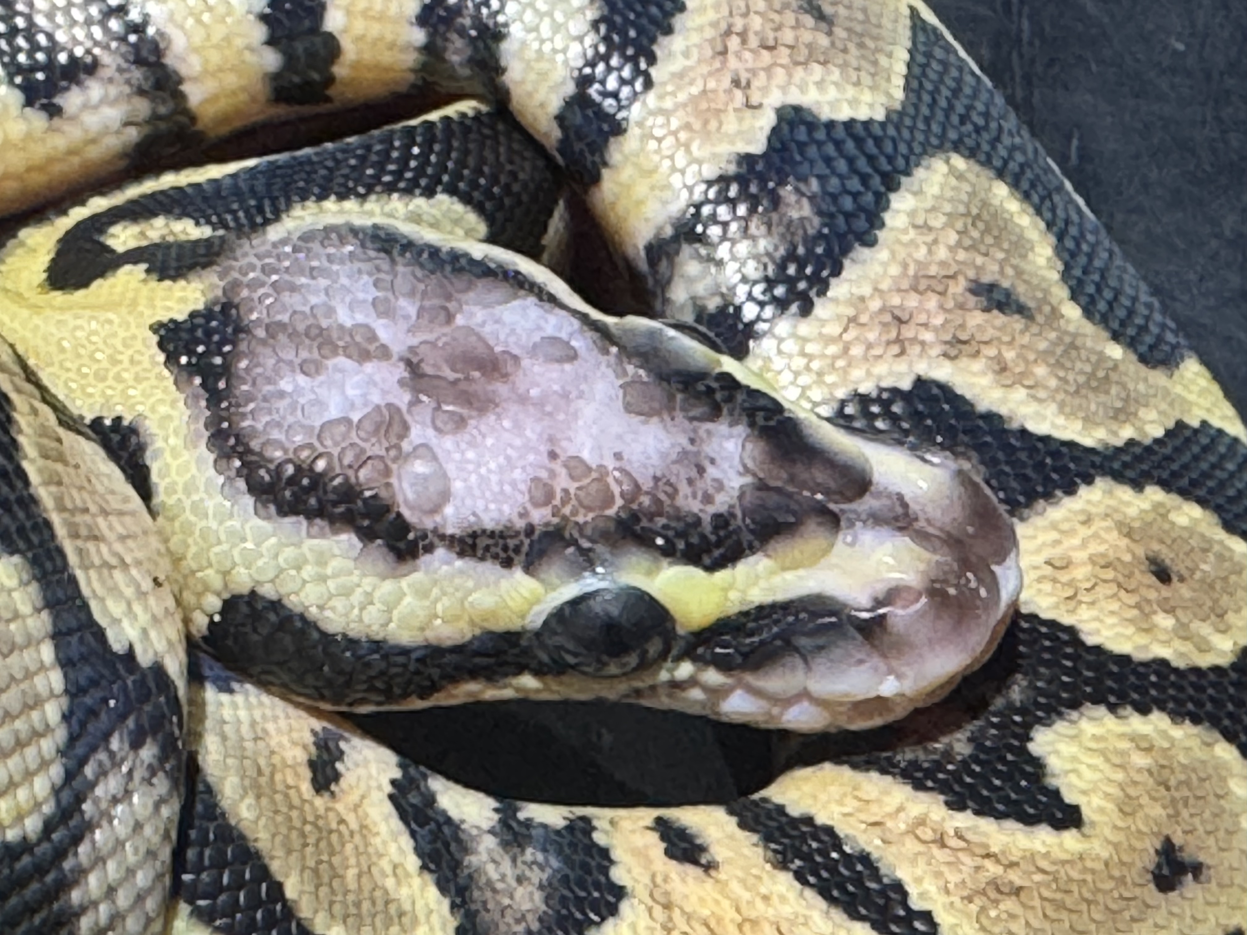 26 Pastel het Ghost Scaleless Head 0.1